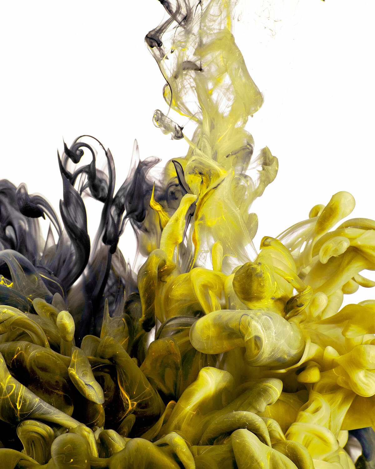 Yellow and Black Ink in Water by Arie Cooper