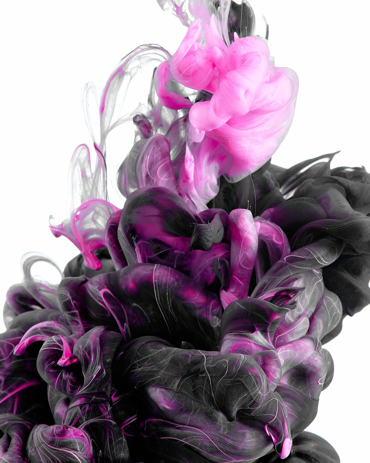 Magenta and Black Ink in Water by Arie Cooper Magenta and Black Ink in Water by Arie Cooper